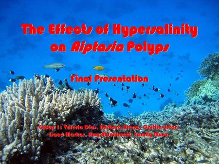 The Effects of Hypersalinity on Aiptasia Polyps Final Presentation