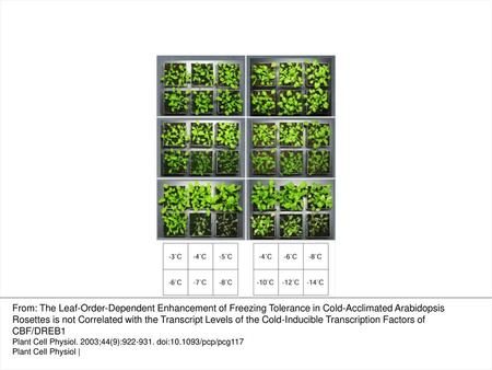 Fig. 1 The central rosette leaves of Arabidopsis exhibited a greater degree of freezing tolerance than did peripheral rosette leaves. Eighteen-day-old.