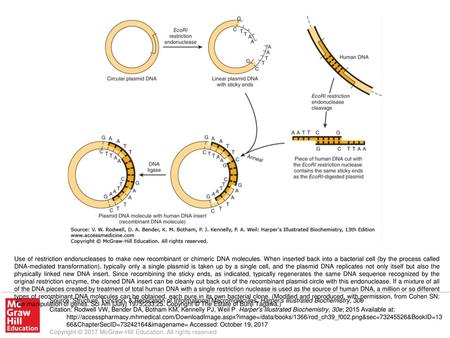 Use of restriction endonucleases to make new recombinant or chimeric DNA molecules. When inserted back into a bacterial cell (by the process called DNA-mediated.