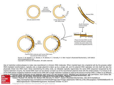 Use of restriction endonucleases to make new recombinant or chimeric DNA molecules. When inserted back into a bacterial cell (by the process called DNA-mediated.