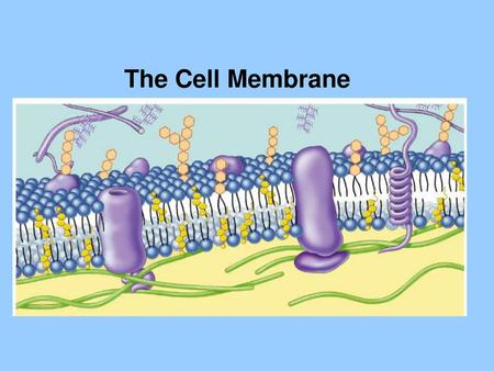 The Cell Membrane.