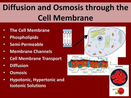 Diffusion and Osmosis through the Cell Membrane