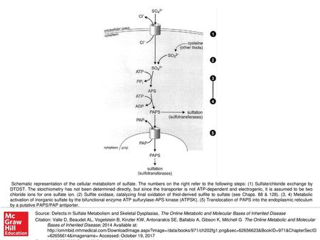 Schematic representation of the cellular metabolism of sulfate