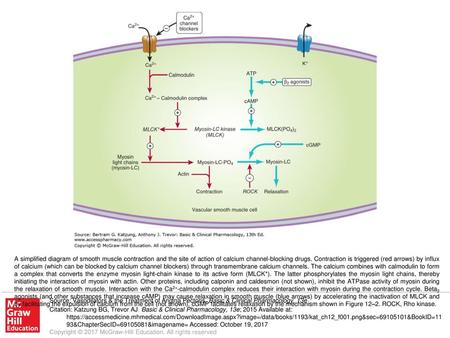 A simplified diagram of smooth muscle contraction and the site of action of calcium channel-blocking drugs. Contraction is triggered (red arrows) by influx.