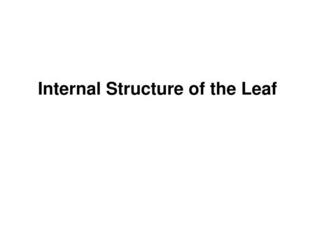 Internal Structure of the Leaf