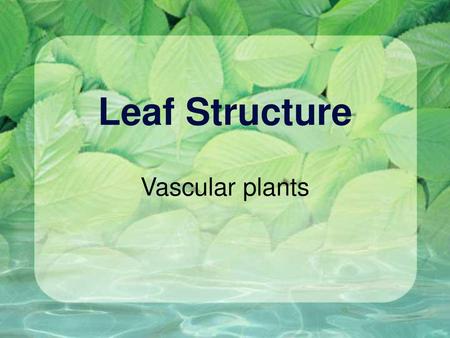 Leaf Structure Vascular plants.