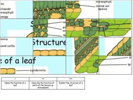 Name the function of a leaf