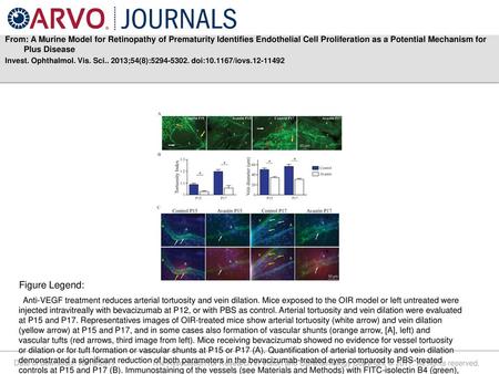 From: A Murine Model for Retinopathy of Prematurity Identifies Endothelial Cell Proliferation as a Potential Mechanism for Plus Disease Invest. Ophthalmol.