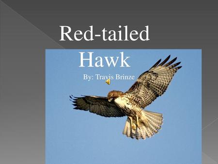 Red-tailed Hawk By: Travis Brinze.