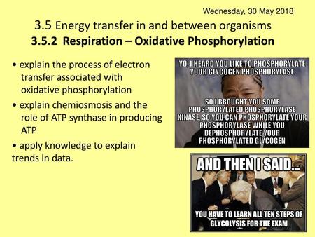 Wednesday, 30 May 2018 3.5 Energy transfer in and between organisms 3.5.2	Respiration – Oxidative Phosphorylation • explain the process of electron transfer.