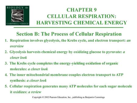 CHAPTER 9 CELLULAR RESPIRATION: HARVESTING CHEMICAL ENERGY