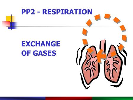 PP2 - RESPIRATION EXCHANGE OF GASES