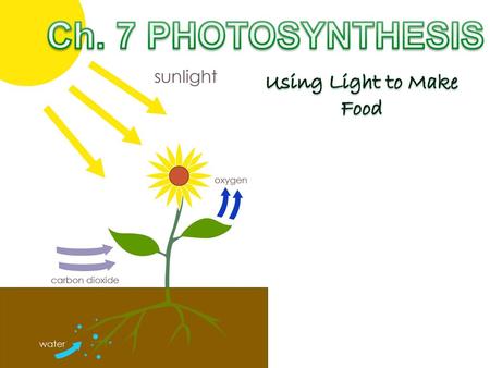 Using Light to Make Food