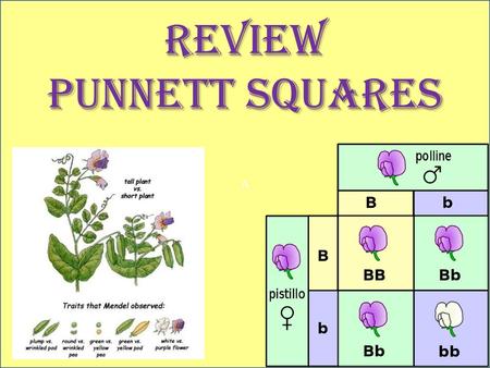 REVIEW PUNNETT SQUARES