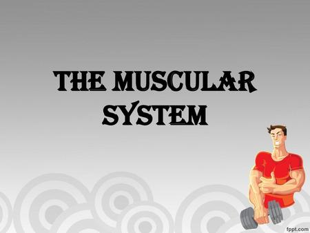 The Muscular System.