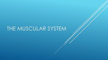 The Muscular System.