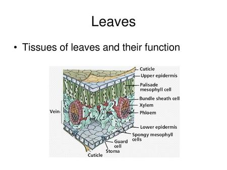 Leaves Tissues of leaves and their function.