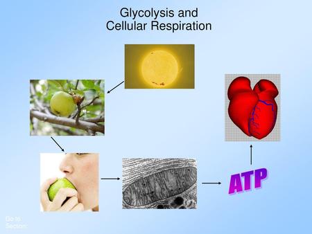 Glycolysis and Cellular Respiration