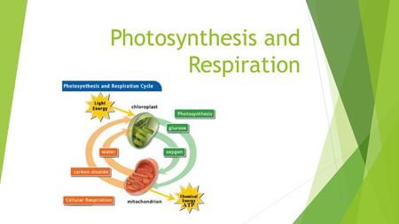 Photosynthesis and Respiration