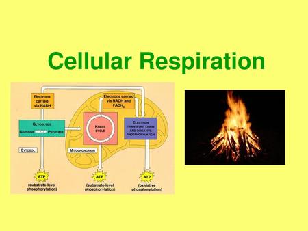 Cellular Respiration.