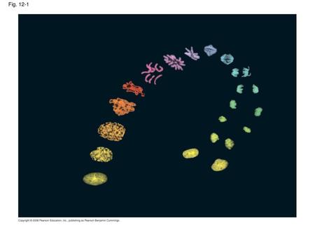 Fig. 12-1 Figure 12.1 How do a cell’s chromosomes change during cell division?