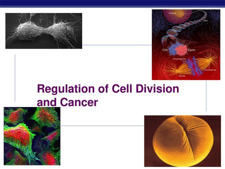 Regulation of Cell Division and Cancer