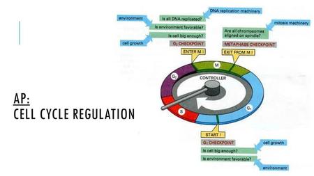 AP: Cell Cycle Regulation