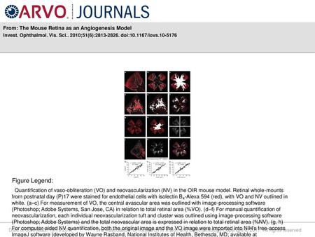 Figure Legend: From: The Mouse Retina as an Angiogenesis Model