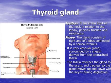 Thyroid gland Position: It lies in the front of the neck in relation to the larynx, pharynx trachea and esophagus. Shape: The gland consists of right and.