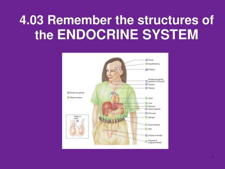 4.03 Remember the structures of the ENDOCRINE SYSTEM