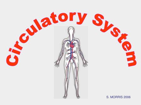 Circulatory System S. MORRIS 2006.