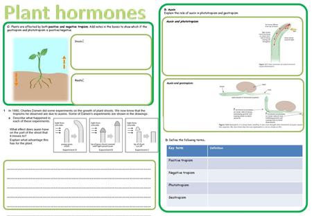 Plant hormones B: Auxin