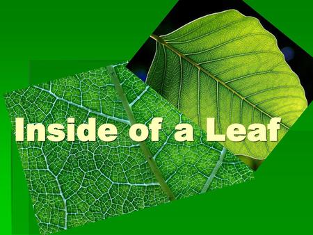 Inside of a Leaf.