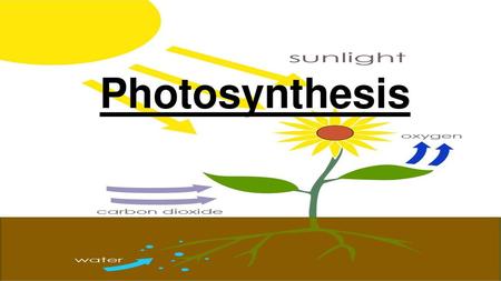 Photosynthesis.