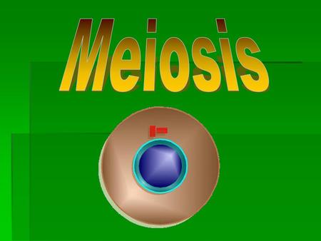 Meiosis.