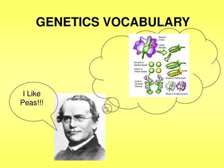 GENETICS VOCABULARY I Like Peas!!!.