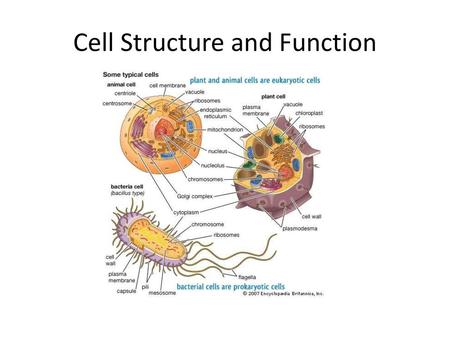 Cell Structure and Function