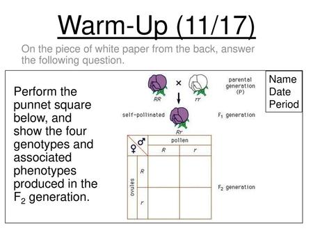 Warm-Up (11/17) On the piece of white paper from the back, answer the following question. Name Date Period Perform the punnet square below, and show.