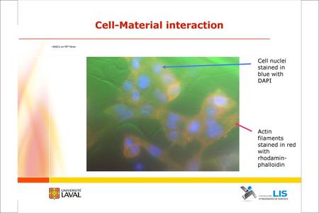 Cell-Material interaction