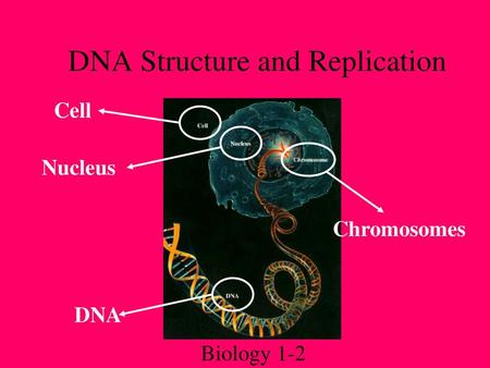 DNA Structure and Replication