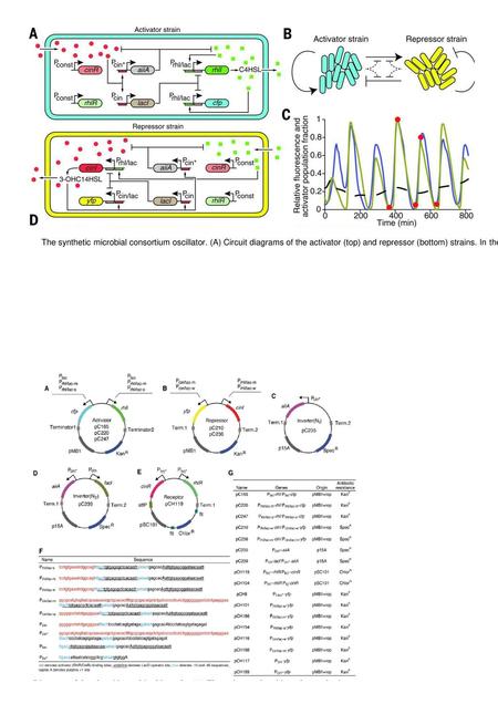 The synthetic microbial consortium oscillator