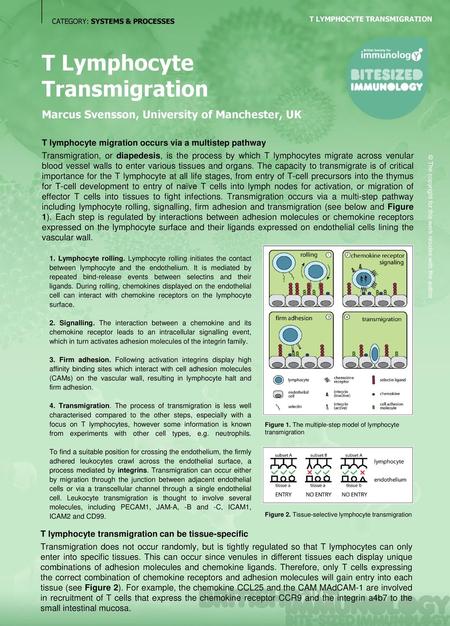 T Lymphocyte Transmigration