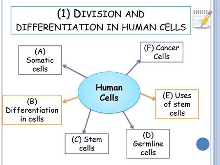 (1) Division and differentiation in human cells