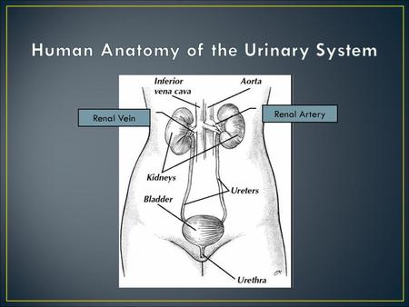 Human Anatomy of the Urinary System