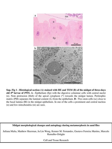 Cell and Tissue Research