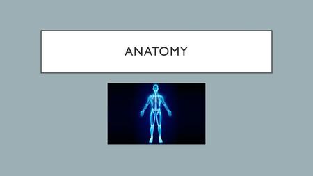 Anatomy.