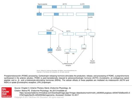 Proopiomelanocortin (POMC) processing