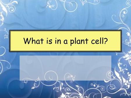 What is in a plant cell?.