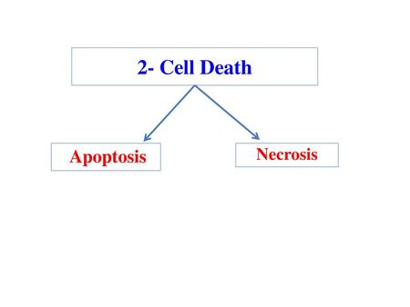 2- Cell Death Apoptosis Necrosis.