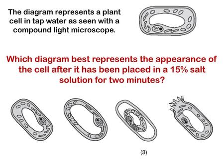 The diagram represents a plant cell in tap water as seen with a compound light microscope. Which diagram best represents the appearance of the cell after.